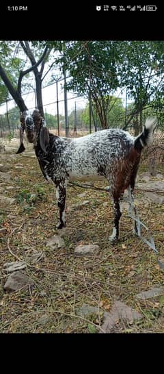 Hamla Bakri for sale