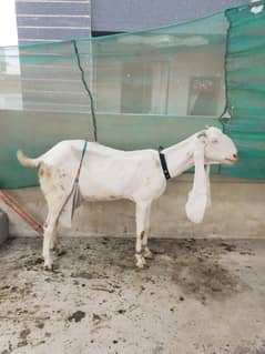 bakri
