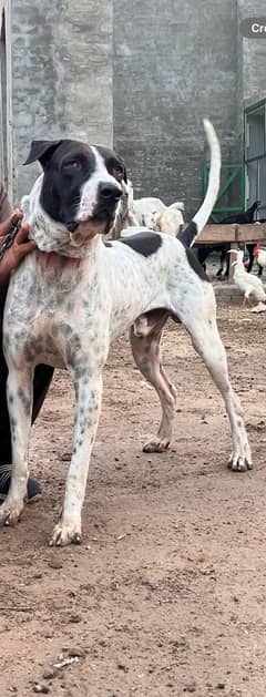 Pakistani bully dog