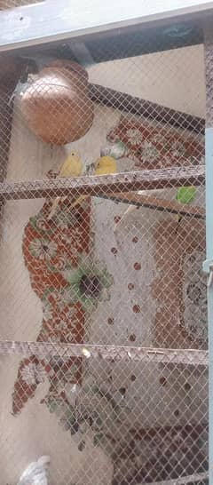 Australian Parrot