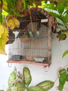 blue pasnata and love birds and other with pinjra for urgent sale