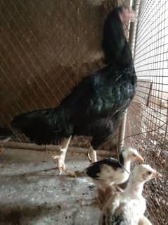 black muskha murgi  7 chicks