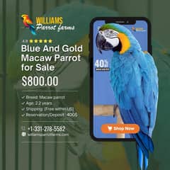 blue and golden macaw parrot