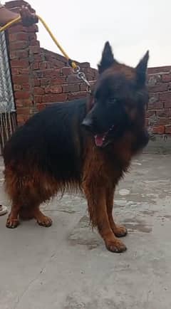 Gsd