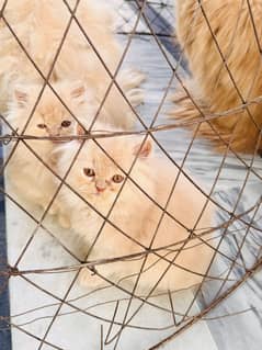 Furry persian kittens