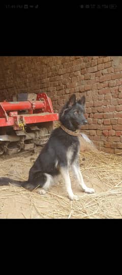Husky german shepherd cross