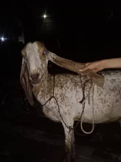 Makhi