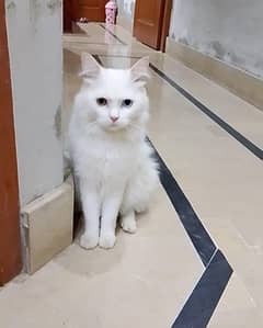 Petsian Odd eyes  cat