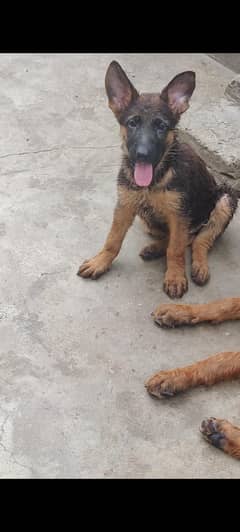 puppy