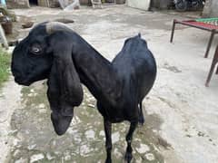 Beetal Bakri hai Heavy weight in good health peechay bakri hai
