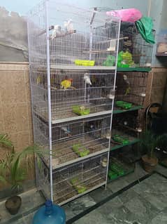 full setup with cages and breeder pairs