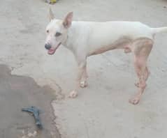 bull terrier dog