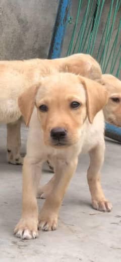 Labrador 28k non pedigree male and female available for sale