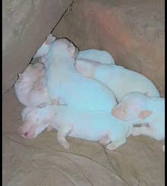 pure Russian puppies only contact whatsapp 03161731812