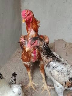 aseel shamo chiks available 4 pice hain