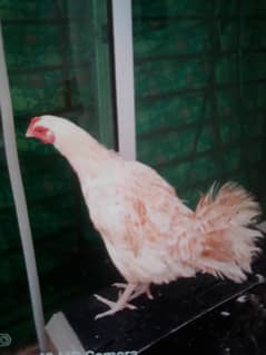 hen for sale egg laying