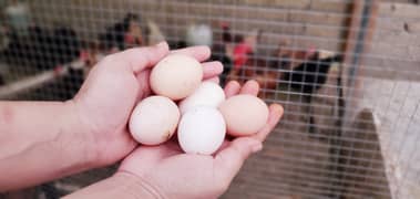 Australorp and Golden Missouri Chicken Fertile Eggs for Sale