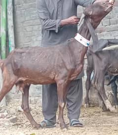 for sell pure nagara gaban 2 months ki loctiong gullber