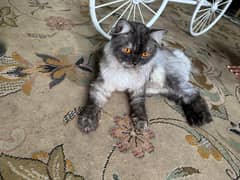 Triple cotted male cat