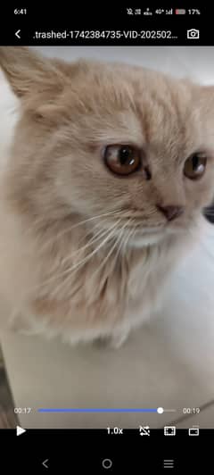 Vivio