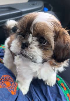 ShihTzu