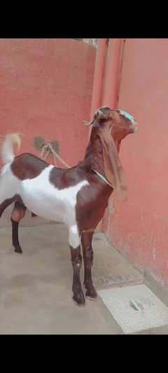 bakra