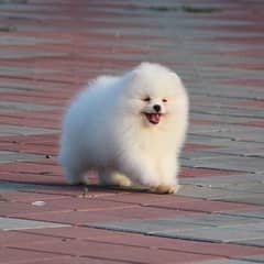 imported Pomeranian puppy