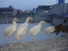 pure white heera aseel