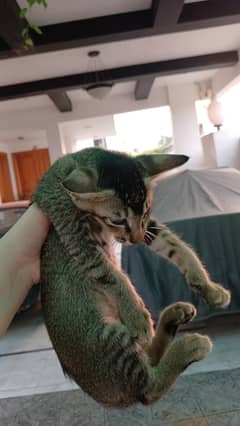 kitten