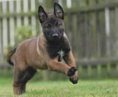 Belgium malinios puppy