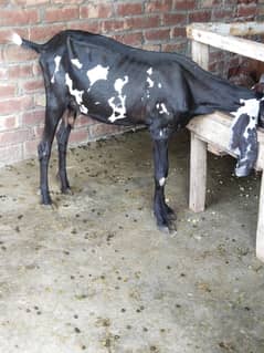 Dogli bakri