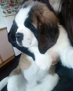 saint bernard puppy imported