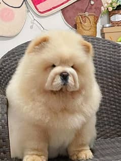 imported chow chow puppy