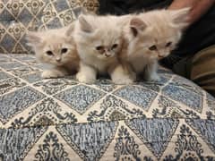 Persian Punch Face Kittens 1.5 Months Old