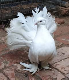 AMERICAN FANTAIL BREEDER PAIR