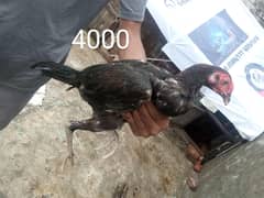 shokeen bahi  rabta kary urgent