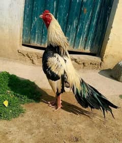 Aseel