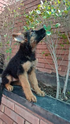 German Shepherd