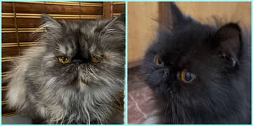 Peke/Peki/Piki Adult Persian Females Cats