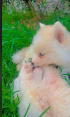 Siberian husky puppies