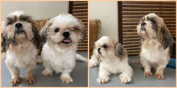 Adult Shih Tzu (Shihtzu, Shitzu) Pair from Pedigree parents