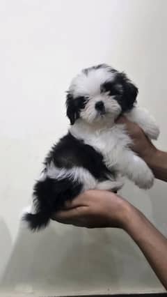 SHIH TZU PUPPIES