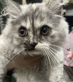 Persian