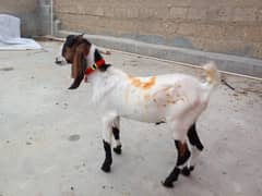 bakra