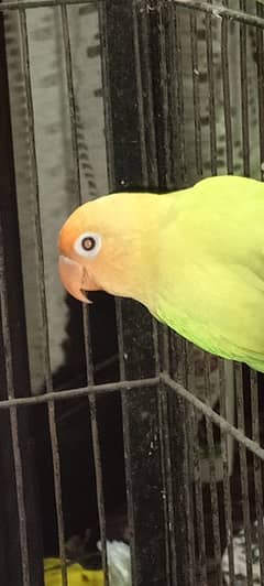 love bird with cage