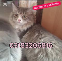 Persian cat's for sale/Persian female cat/Persian male cat