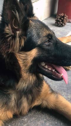 German Shepherd up for sale