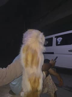 prision cat dubble coat
