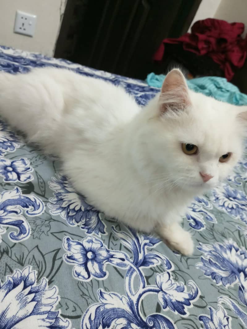 persion cat 0
