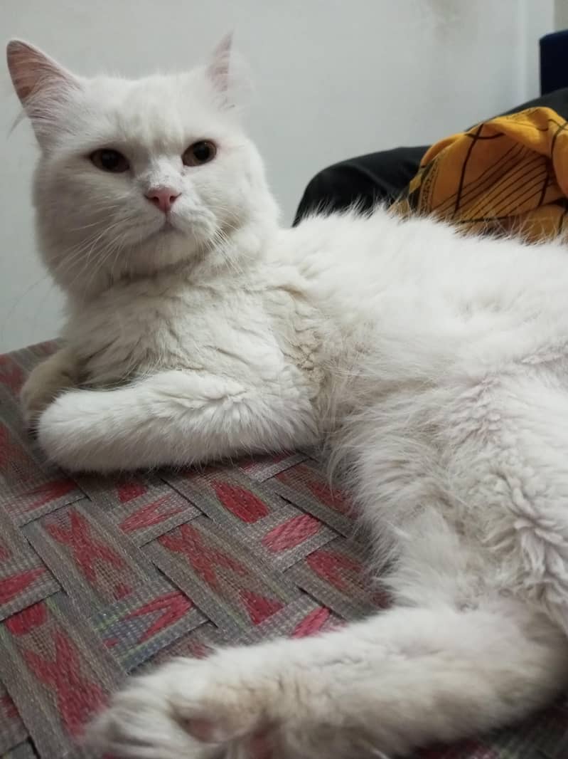 persion cat 1